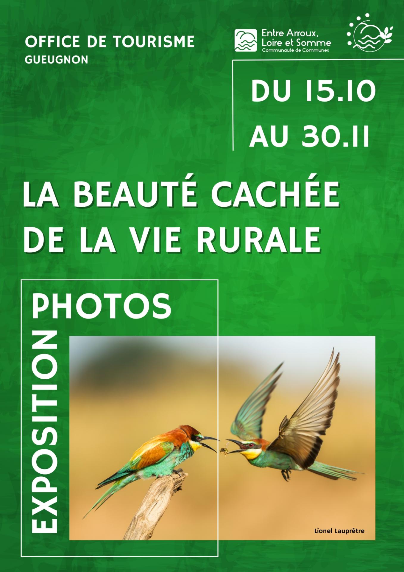 photo d'oiseaux